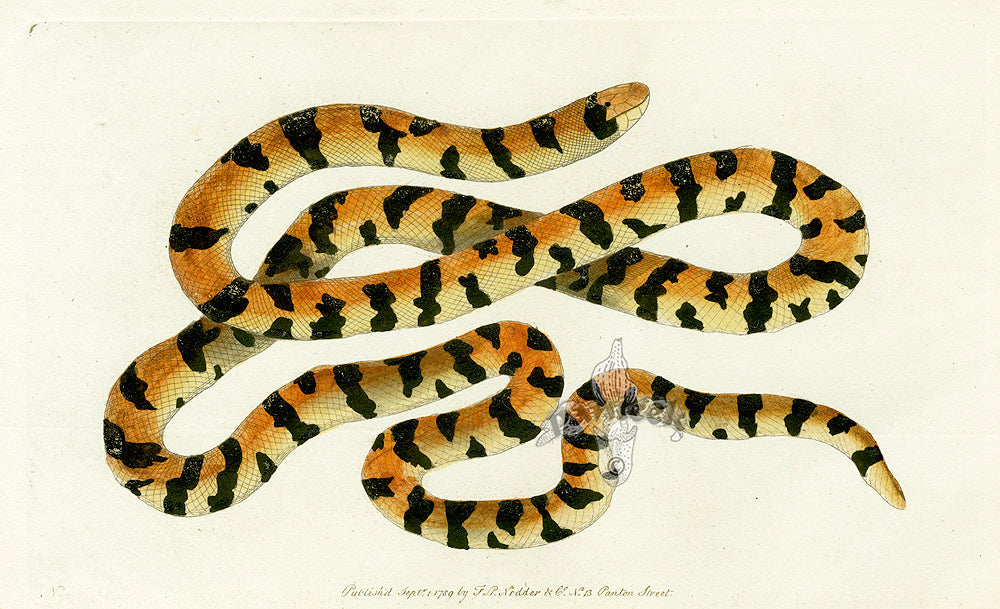 Shaw & Nodder Naturalists Miscellany Engraving Painted Snake