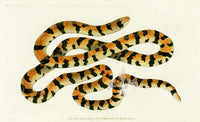 Shaw & Nodder Naturalists Miscellany Engraving Painted Snake - Panteek Antique Prints