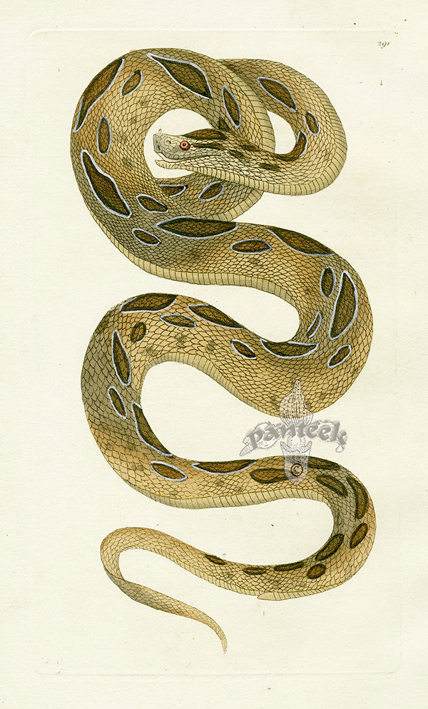 Shaw & Nodder Naturalists Miscellany Engraving Russelian Snake