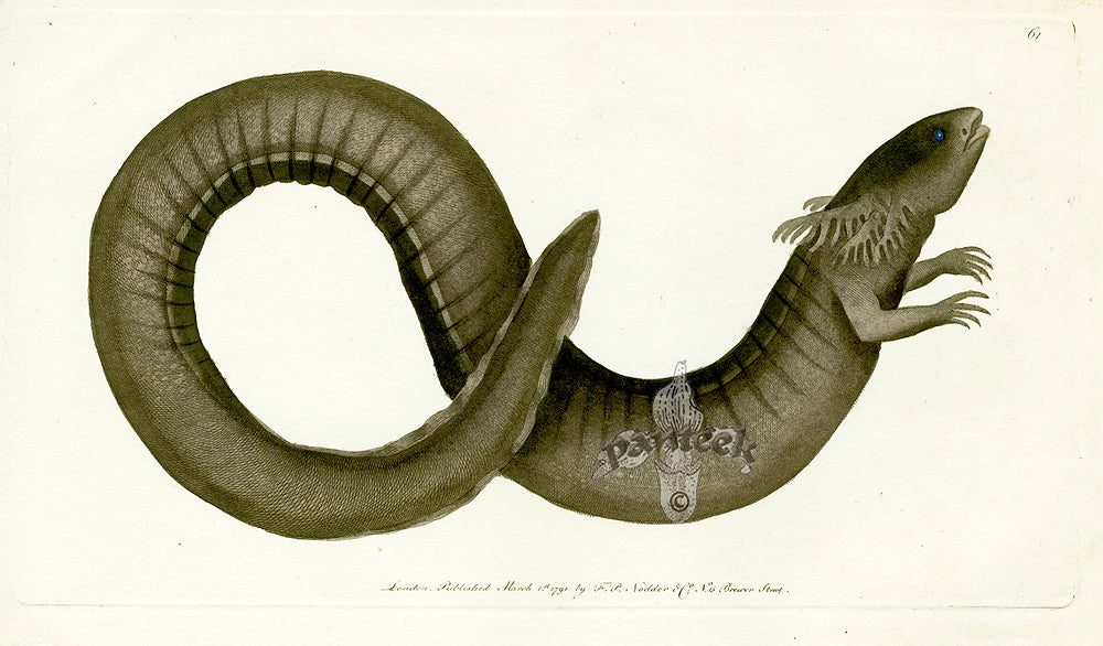 Shaw & Nodder Naturalists Miscellany Engraving Siren