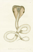 Shaw & Nodder Naturalists Miscellany Engraving Spectackle Snake - Panteek Antique Prints
