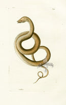 Shaw & Nodder Naturalists Miscellany Engraving Tentaculated Erpeton - Panteek Antique Prints