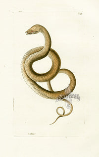 Shaw & Nodder Naturalists Miscellany Engraving Tentaculated Erpeton - Panteek Antique Prints