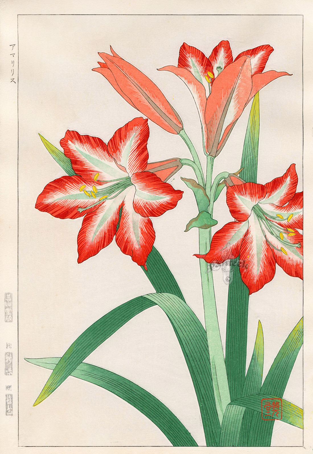 Shodo Kawarazaki Amaryllis Lilly
