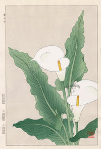 Shodo Kawarazaki Calla Lily - Panteek Antique Prints