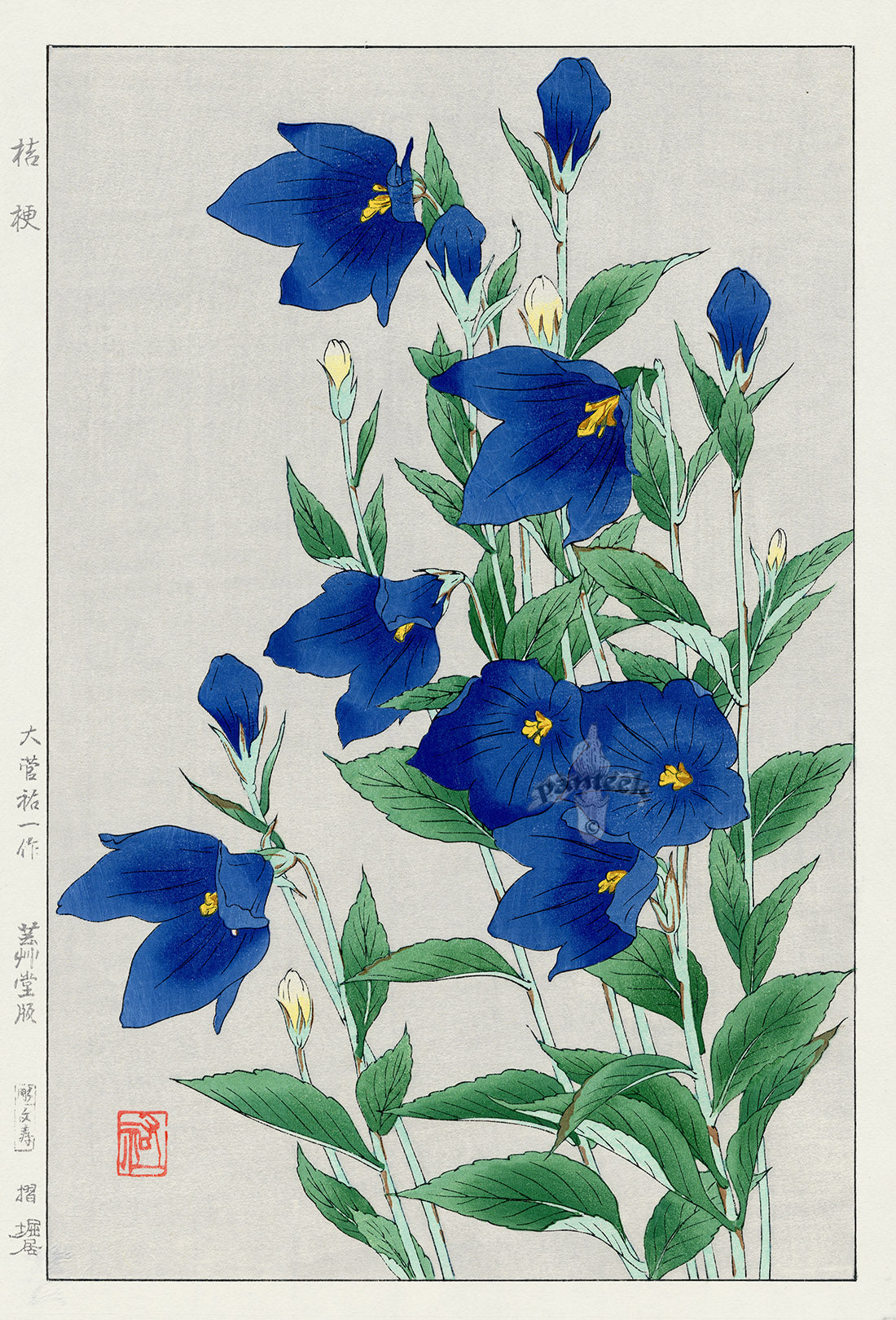Shodo Kawarazaki Campanula