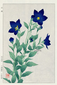 Shodo Kawarazaki Campanula Dark Blue - Panteek Antique Prints