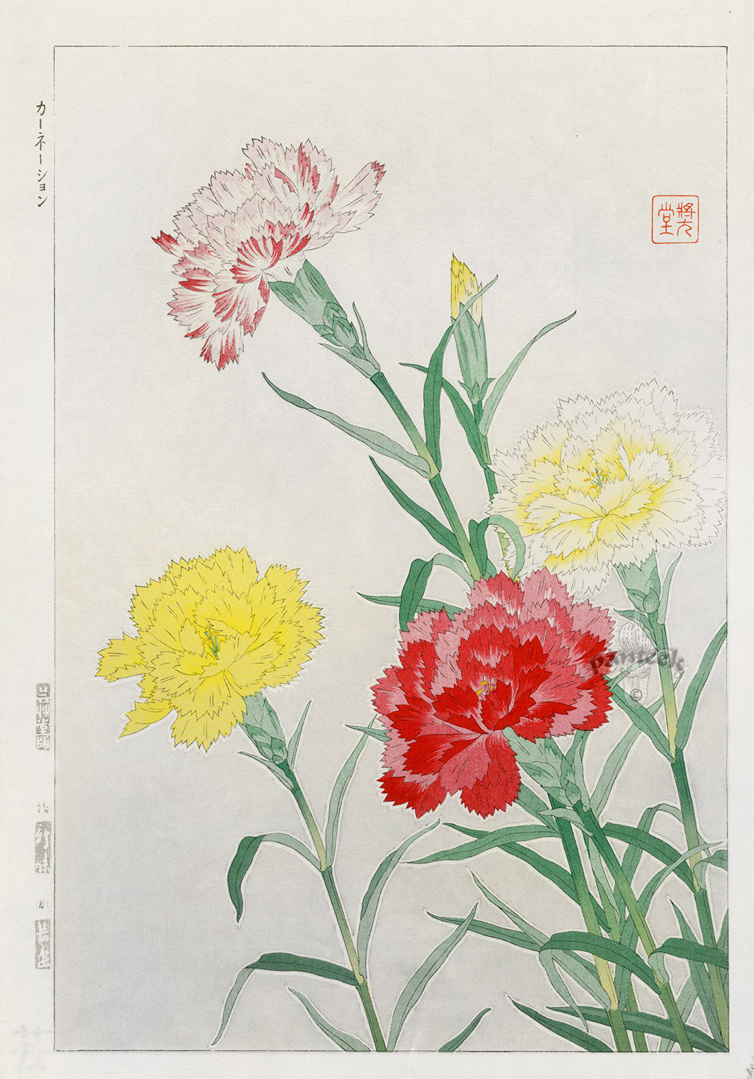 Shodo Kawarazaki Carnations