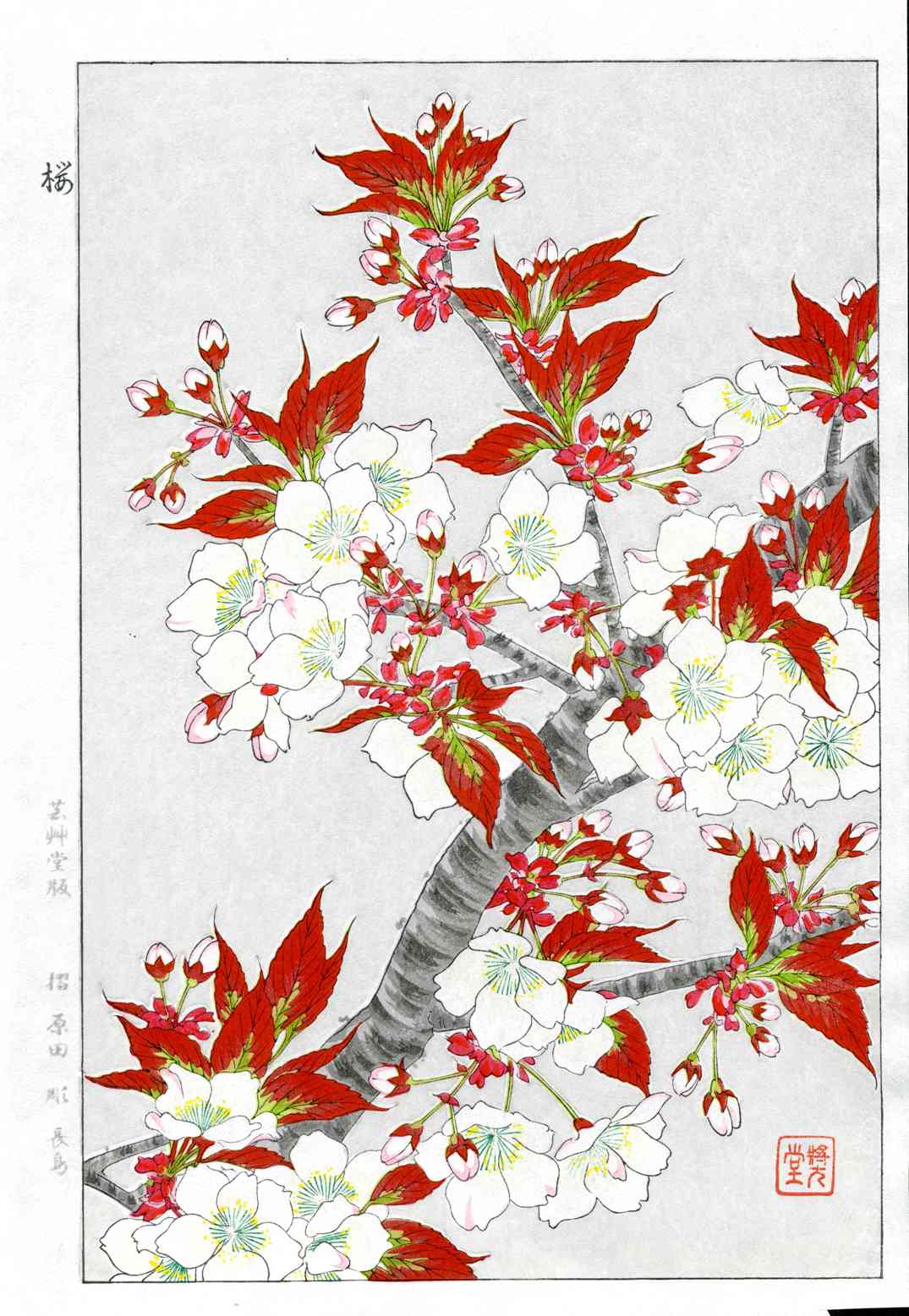 Shodo Kawarazaki Cherry Blossoms Red, White