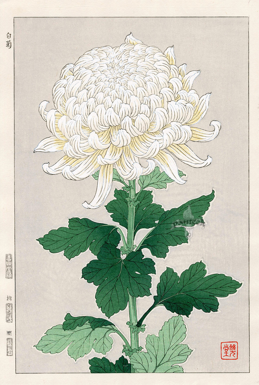 Shodo Kawarazaki Chrysanthemum White