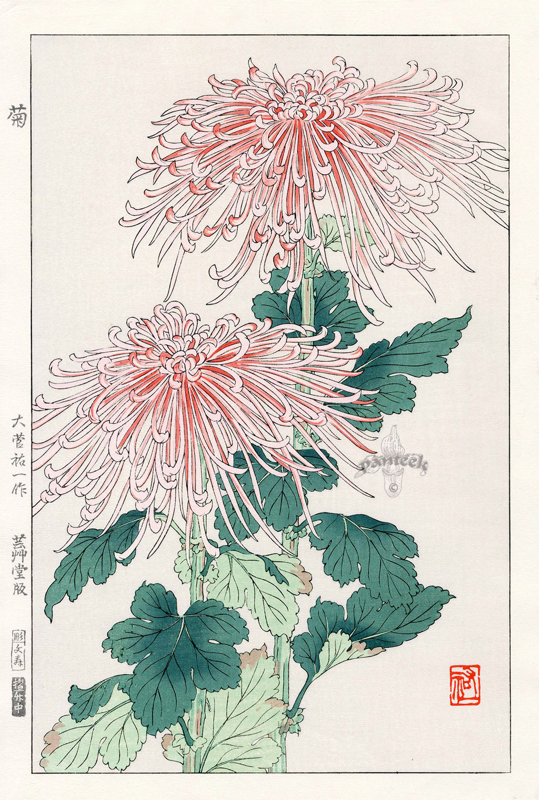 Shodo Kawarazaki Chrysanthemum White, Red