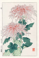 Shodo Kawarazaki Chrysanthemum White, Red - Panteek Antique Prints