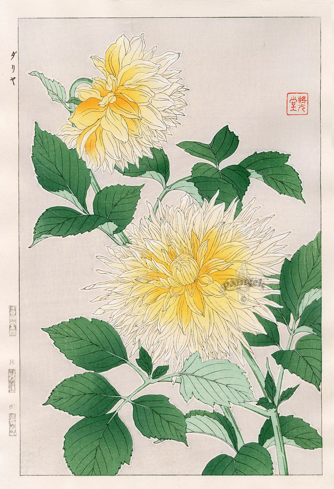 Shodo Kawarazaki Chrysanthemum Yellow, White