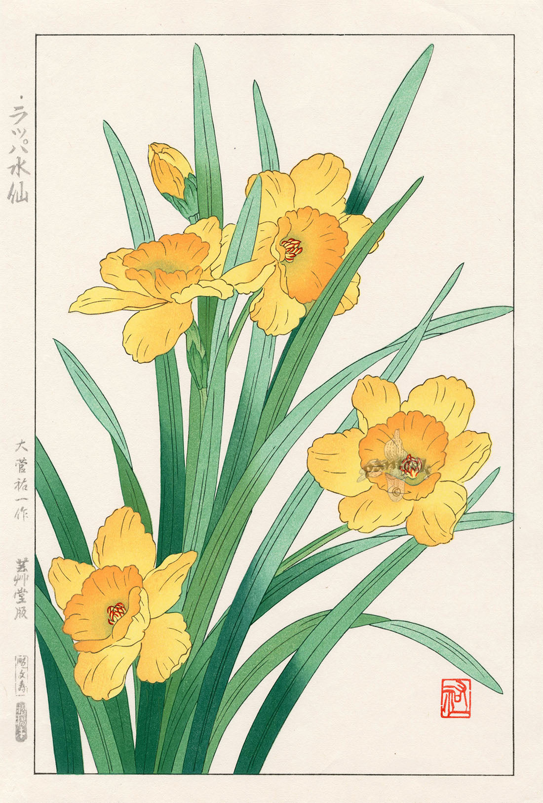 Shodo Kawarazaki Daffodil by Yuichi Osuga