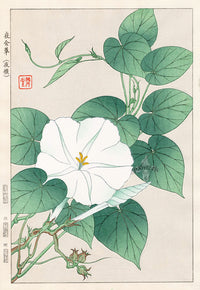 Shodo Kawarazaki Evening Glory - Panteek Antique Prints