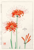 Shodo Kawarazaki Ghost Flower Lily - Panteek Antique Prints