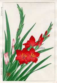 Shodo Kawarazaki Gladiolus - Panteek Antique Prints