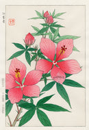 Shodo Kawarazaki Hibiscus - Panteek Antique Prints