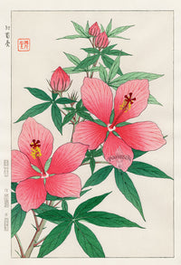 Shodo Kawarazaki Hibiscus - Panteek Antique Prints