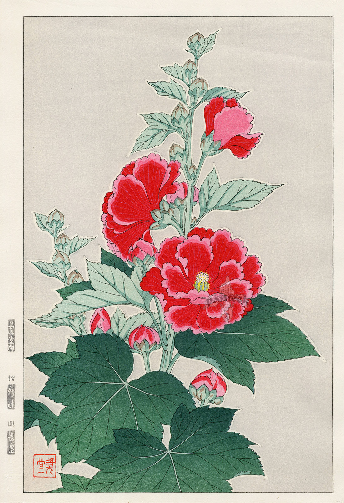 Shodo Kawarazaki Hollyhock Red, Pink