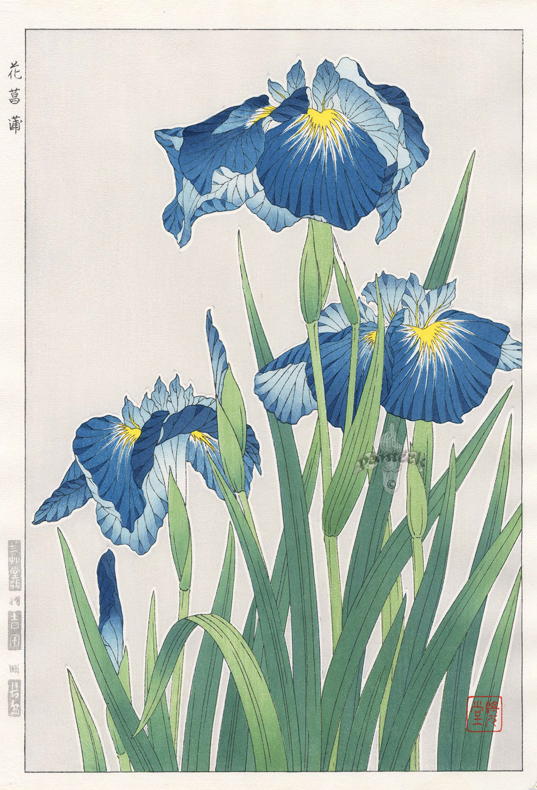 Shodo Kawarazaki Iris