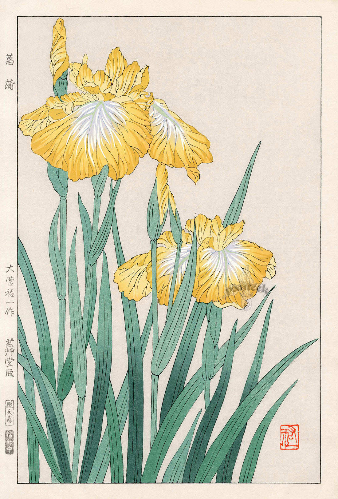 Shodo Kawarazaki Iris by Yuichi Osuga