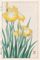 Shodo Kawarazaki Iris by Yuichi Osuga - Panteek Antique Prints