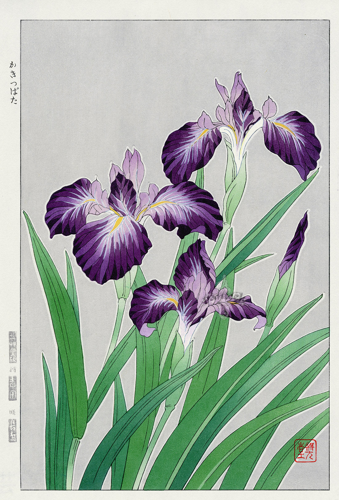 Shodo Kawarazaki Iris Purple