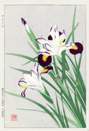 Shodo Kawarazaki Iris White, Purple - Panteek Antique Prints