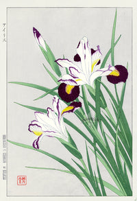 Shodo Kawarazaki Iris White, Purple - Panteek Antique Prints