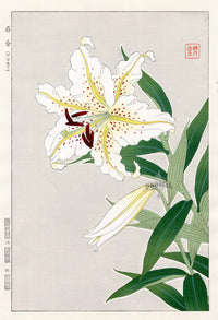 Shodo Kawarazaki Lily - Panteek Antique Prints