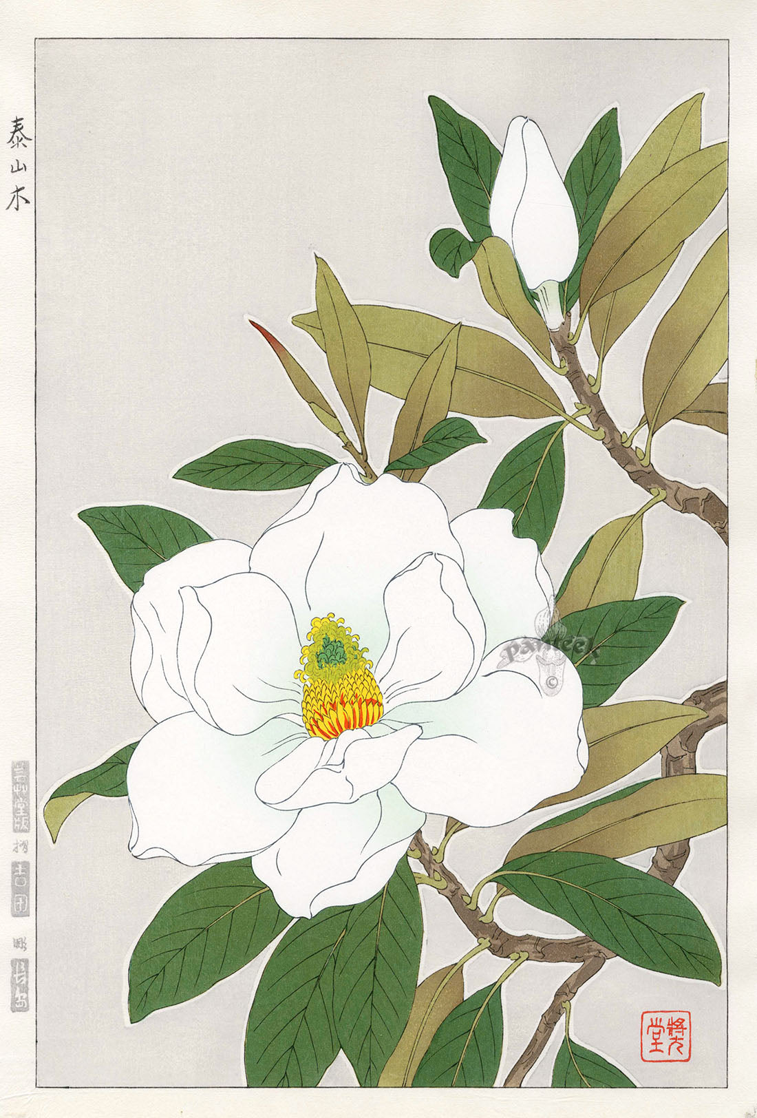 Shodo Kawarazaki Magnolia Grandiflora