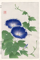 Shodo Kawarazaki Morning Glory - Panteek Antique Prints