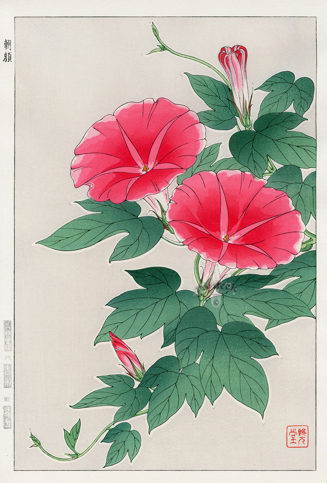Shodo Kawarazaki Morning Glory Red