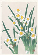 Shodo Kawarazaki Narcissus - Panteek Antique Prints