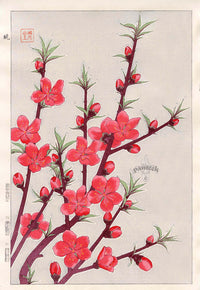 Shodo Kawarazaki Peach Blossoms - Panteek Antique Prints