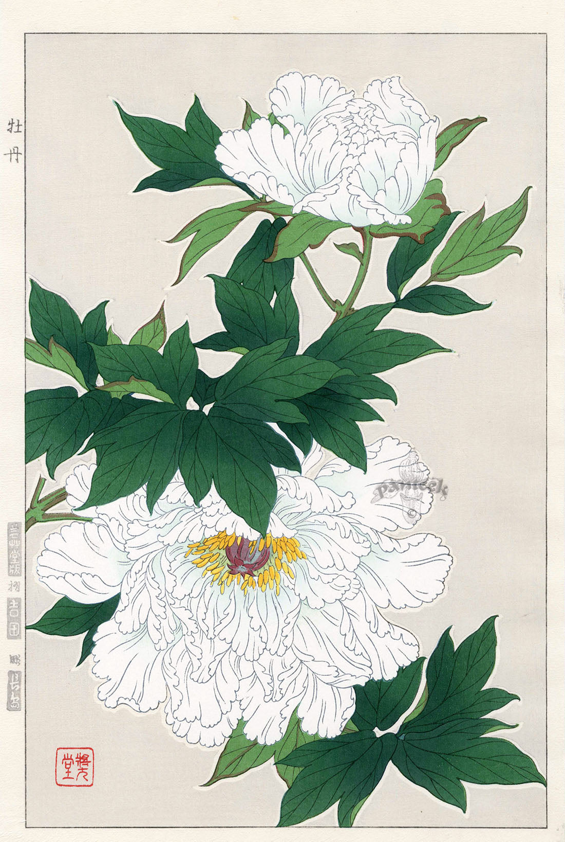Shodo Kawarazaki Peony