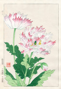 Shodo Kawarazaki Poppy - Panteek Antique Prints