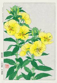 Shodo Kawarazaki Primrose - Panteek Antique Prints