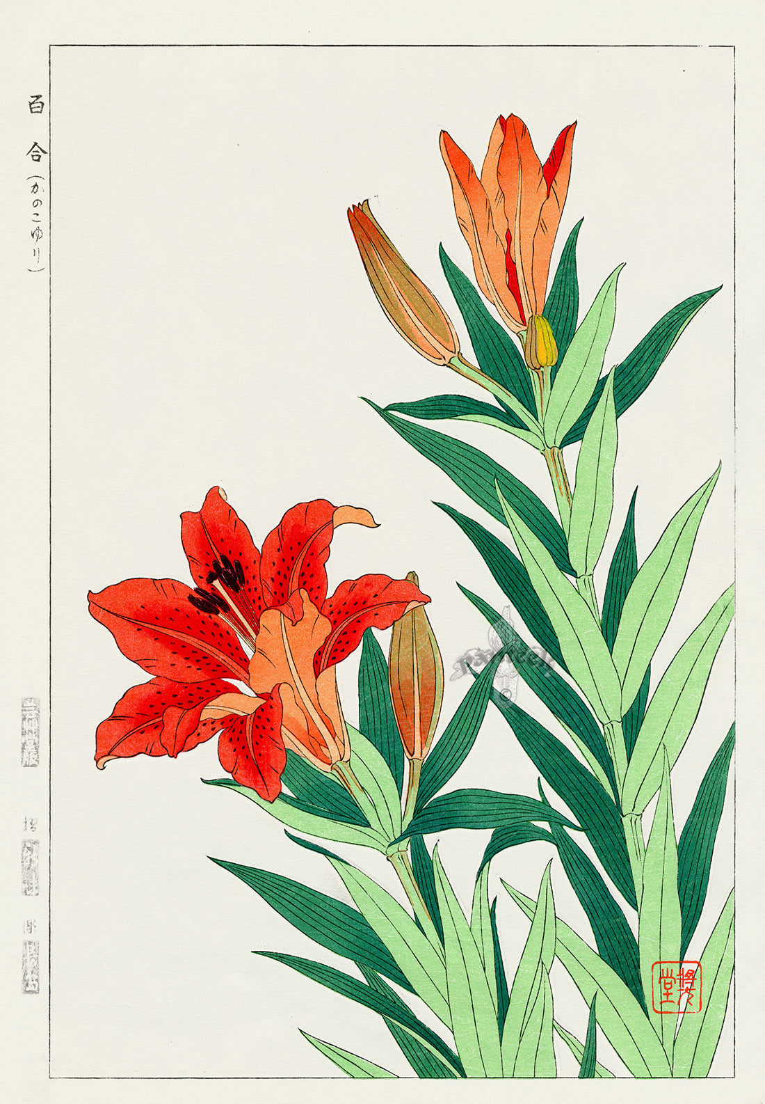 Shodo Kawarazaki Red Lily