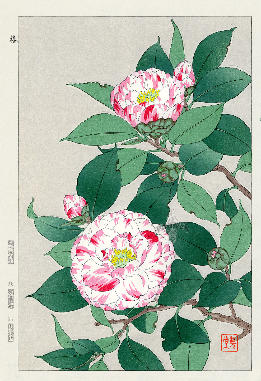 Shodo Kawarazaki Red, White Camellia