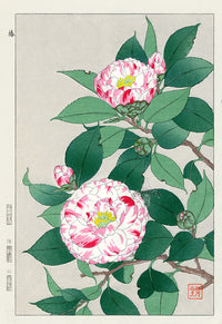 Shodo Kawarazaki Red, White Camellia - Panteek Antique Prints