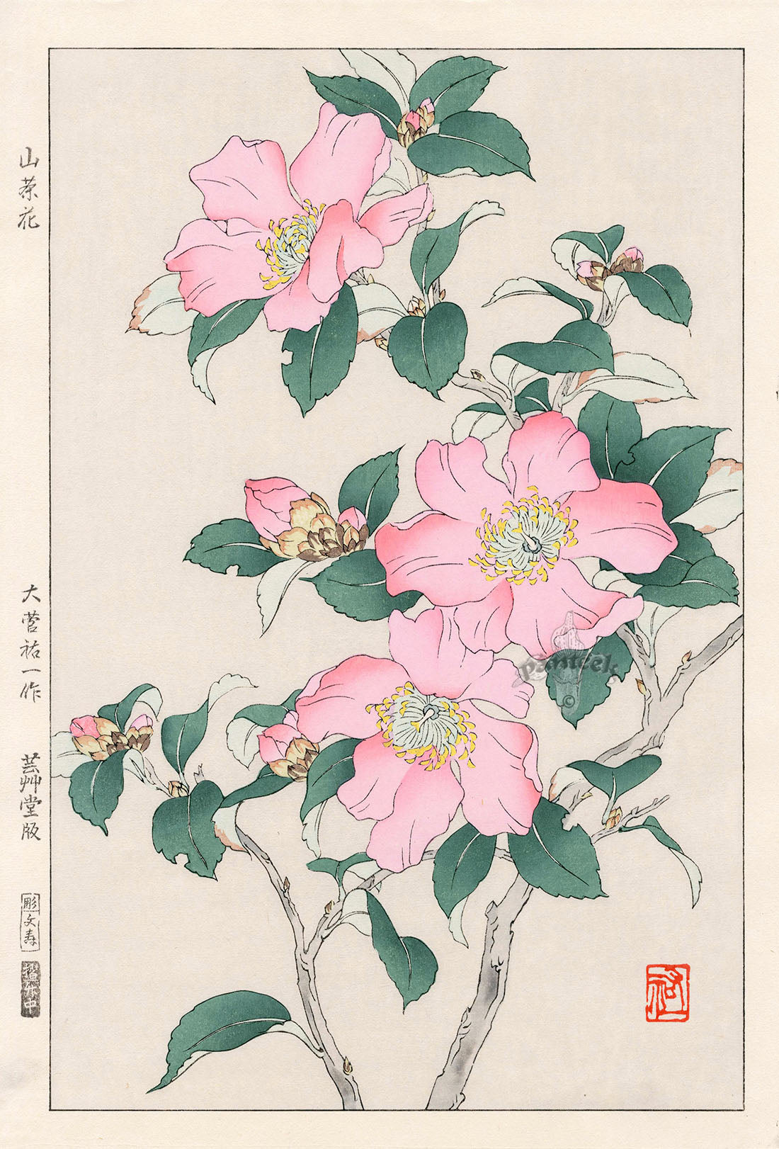 Shodo Kawarazaki Rose by Yuichi Osuga
