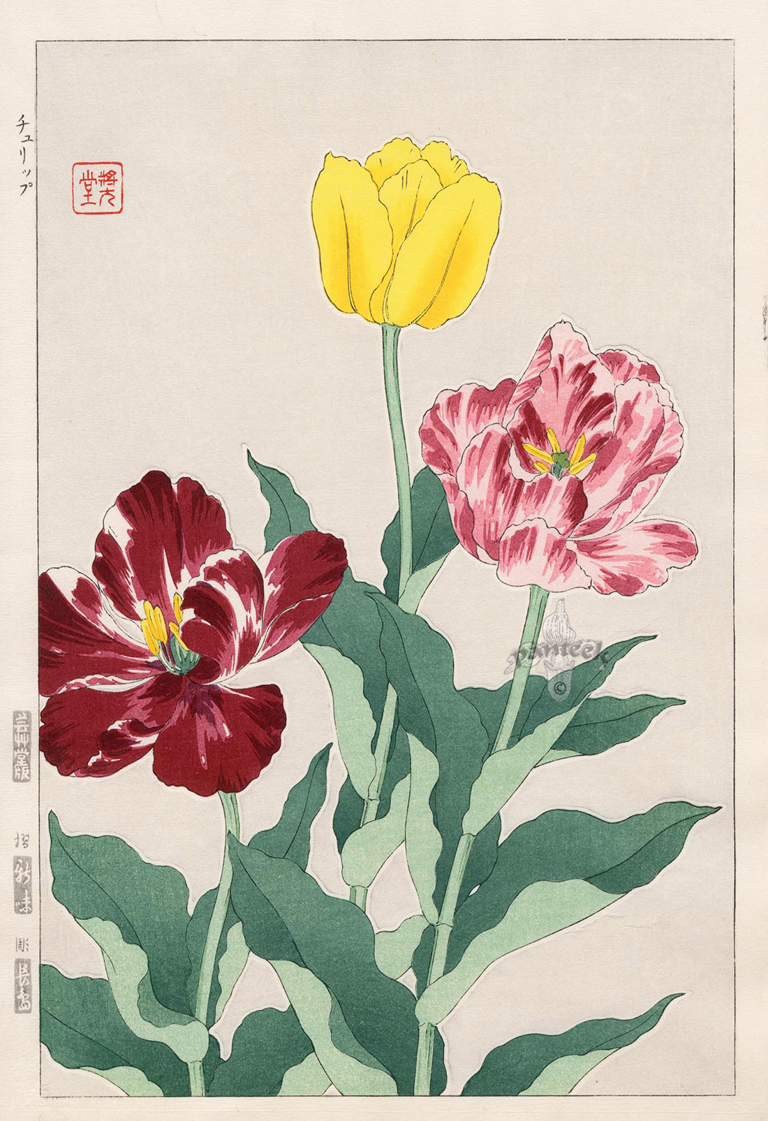 Shodo Kawarazaki Tulip