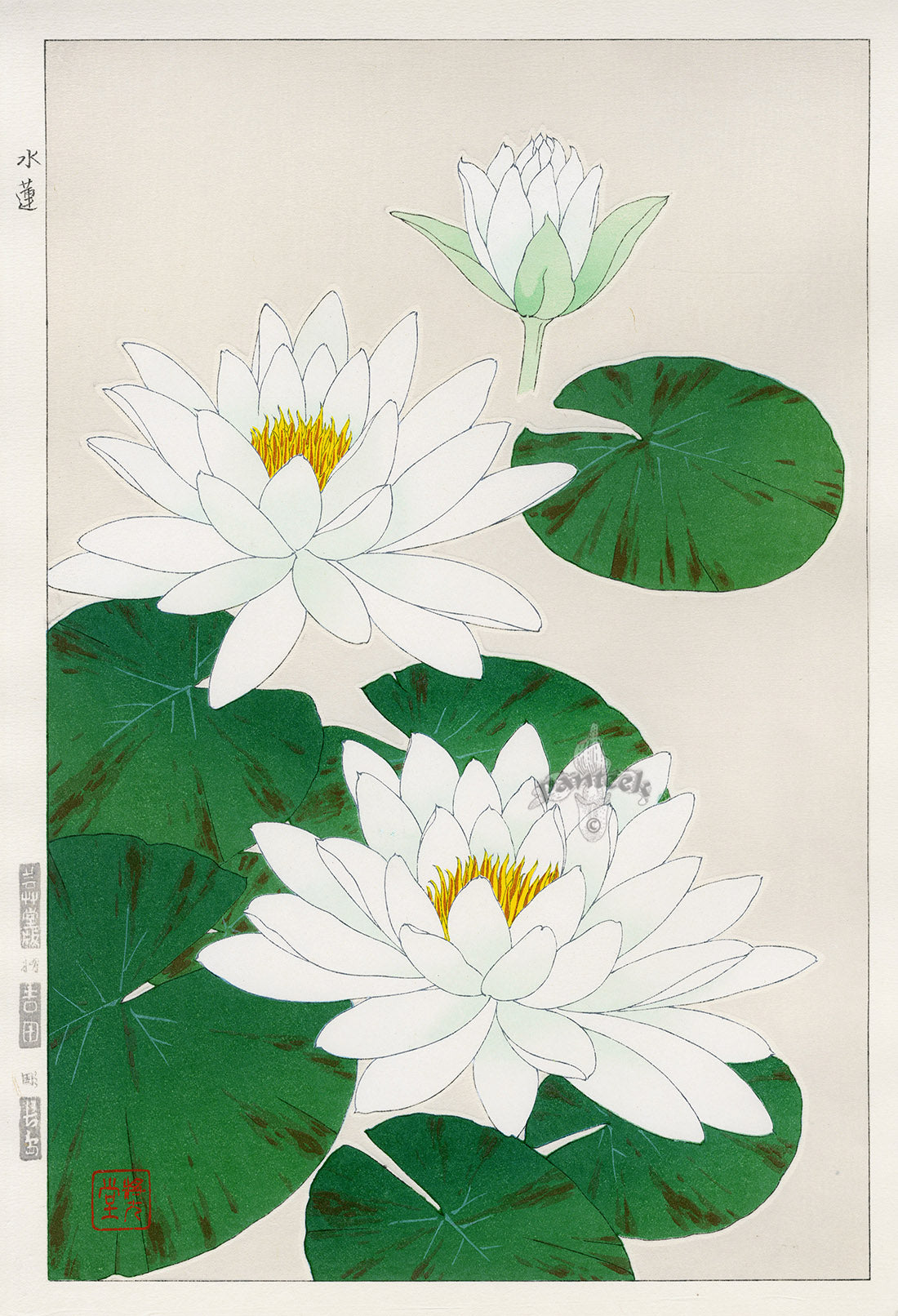 Shodo Kawarazaki Water Lily