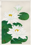 Shodo Kawarazaki Water Lily - Panteek Antique Prints