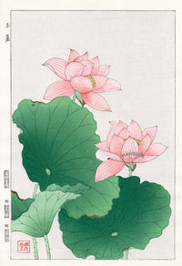 Shodo Kawarazaki Water Lily Pink - Panteek Antique Prints