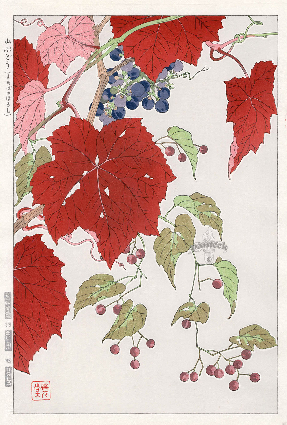 Shodo Kawarazaki Wild Grapes Red Leaves