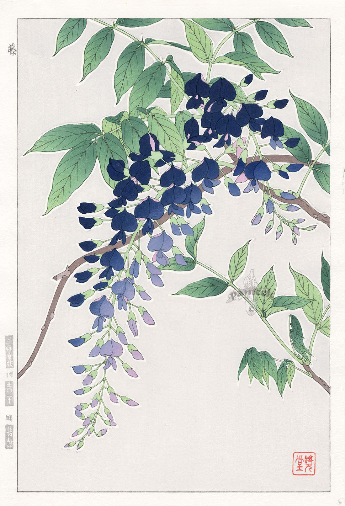 Shodo Kawarazaki Wisteria