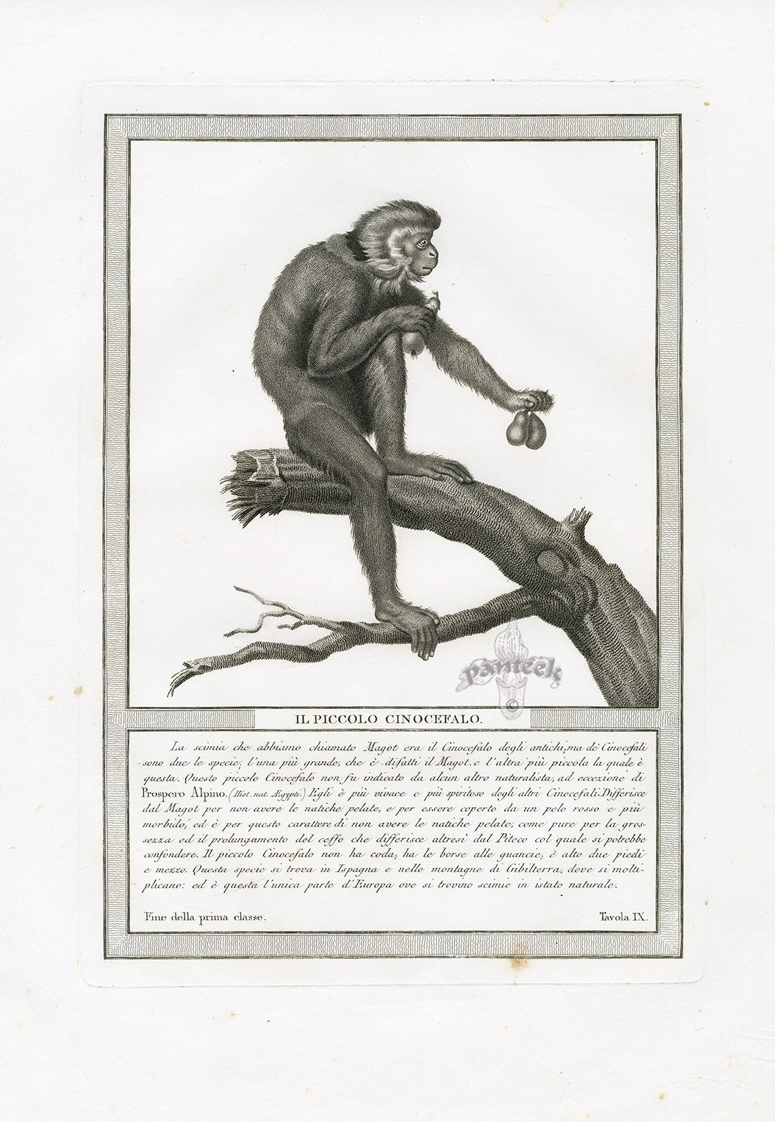 Storia Naturale 1812 Jacob Antique Prints Barbary Macaques